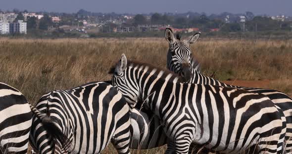 Grant's Zebra, equus burchelli boehmi, Herd at Nairobi Park in Kenya, Nairobi City at the Back