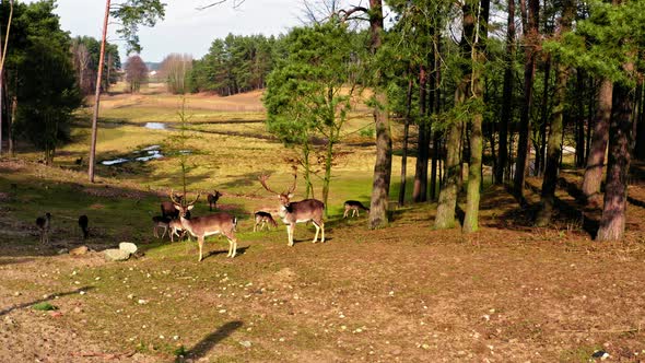 Herd of deer in the forest in spring