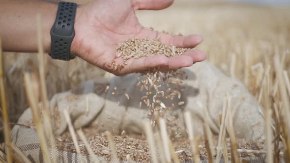 Hands of Farmer Touching and Sifting Wheat Grains in a Sack. Wheat Grain in a Hand After Good