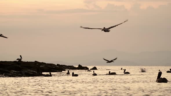 Costa Rica Birds and Wildlife, Brown Pelican (pelecanus occidentalis) Feeding Frenzy, Amazing Animal