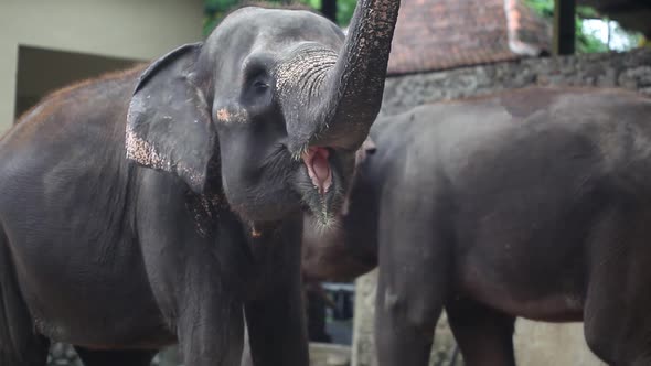 An elephant in an elephant sanctuary or shelter.