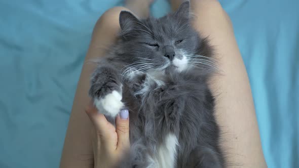 Girl Stroking a Gray Fluffy Cat on Her Feet