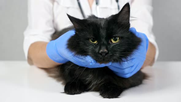 Unrecognizable Veterinarian Probes the Neck and Head of a Black Cat