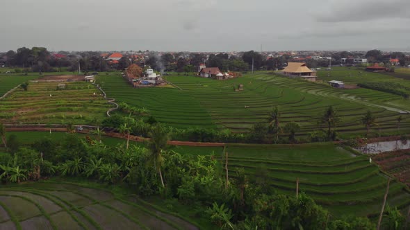 Flight Overlooking Rice Terraces in Bali Indonesia