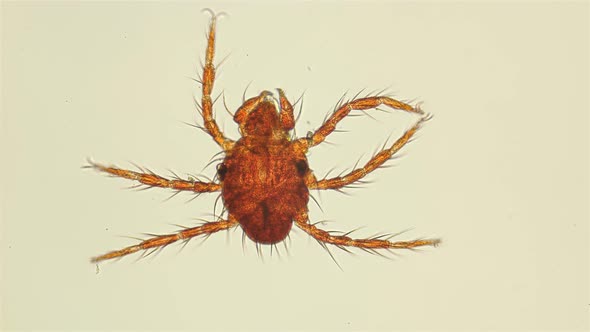 Red Mite Under the Microscope