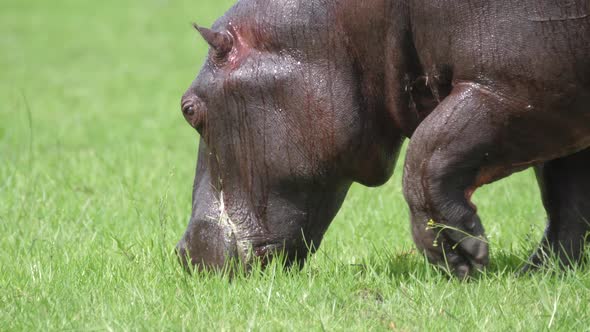 Close up from a Hippo grazing