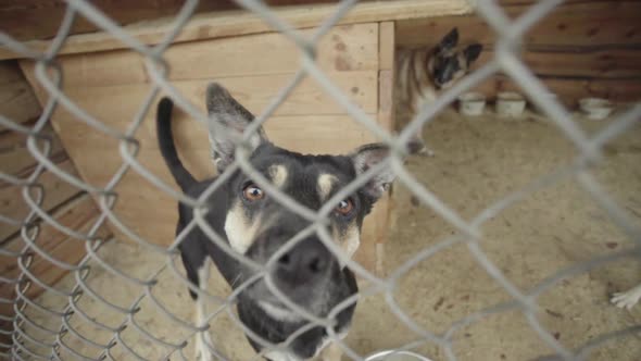 Homeless Dogs in a Dog Shelter. Slow Motion