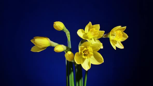 Yellow Flowers Blooming on Blue Background