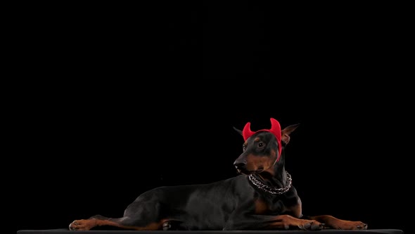 Doberman Pinscher with Red Devil Horns on His Head Lies in the Studio on a Black Background