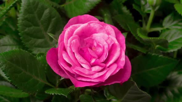 Time Lapse of Opening Pink Rose Flower