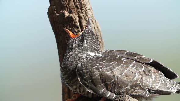 Cuckoo Hatchling Fed By A Little Redstart Bird close up