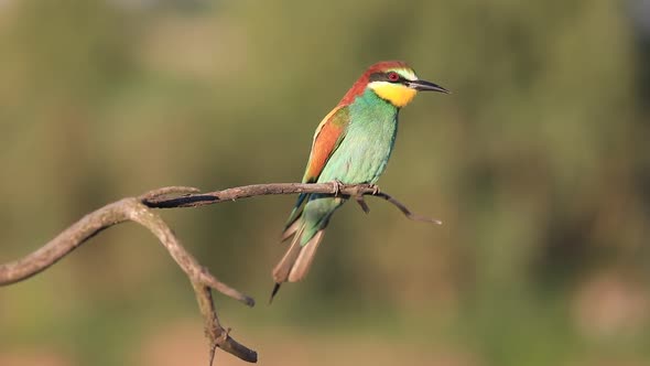 European Bee-eater - Merops Apiaster - on a Branch in the Morning