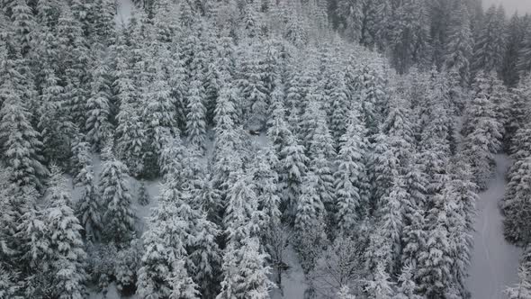 Drone Shot Of Dense Snow Covered Forest