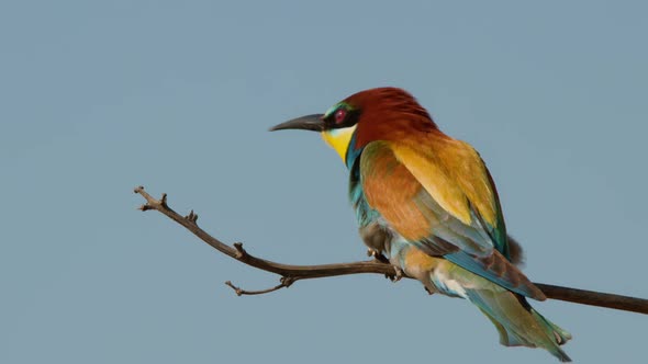 European Beeeater or Merops Apiaster