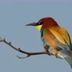 European Beeeater or Merops Apiaster - VideoHive Item for Sale
