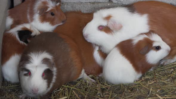 Group of guinea pigs in Peruvian farming, South American livestock business