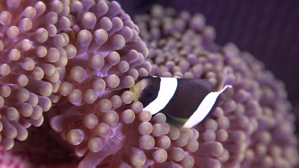 Juvenile Clark's anemone fish swimming in sea anemone close up shot.