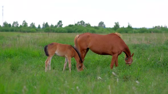 Family of Ginger Horses Mother and Colt Grazing in Nature