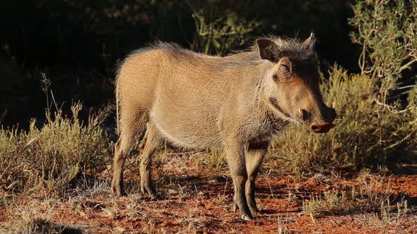 Relaxed Warthog In Natural Habitat