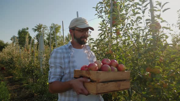 The Guy Carries a Full Crate of Apples Through the Rows of Apple Trees