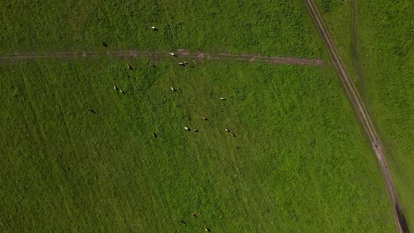 A Green Meadow with White and Gray Cows