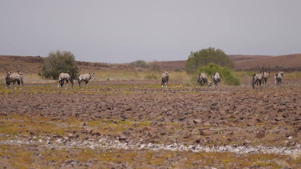 Herd of gemsbok on a dry savanna around Purros 