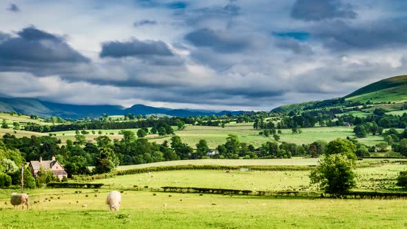 Pasture full of fast moving sheep in field, Scotland, United Kingdom, 4k, timelapse