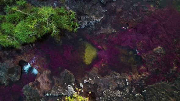 River of seven colors Caño Cristales flowing through a rainforest tropical forest in a rocky riverbe