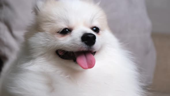 4k uhd cute relax white hair pomeranian dog look at camera smile with tongue out