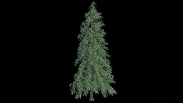 Abies Fraseri Tree