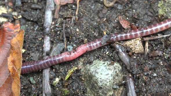 Earthworm on Ground