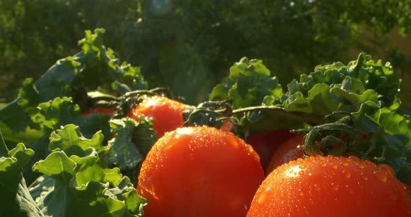 Closeup Fresh Red Tomato Vegetables on Green Salad Leaves with Water Drops