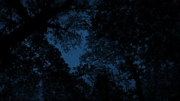 Looking Up At Dark Trees In The Evening