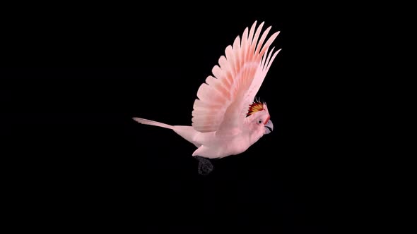 Pink Parrot - Mitchell's Cockatoo - Flying Loop - Side View - Alpha Channel