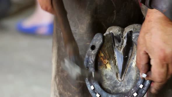 Trimming And Shoeing A Horse