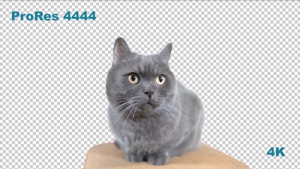 Curious Cat On Transparent Background