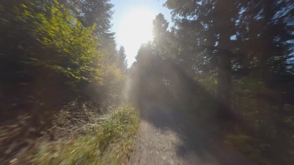 Drone Flying Over Forest