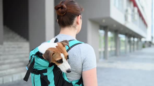 Caucasian Woman Walking Outdoors with Dog Jack Russell Terrier in a Special Backpack