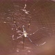 Spider in Sri Lanka - VideoHive Item for Sale