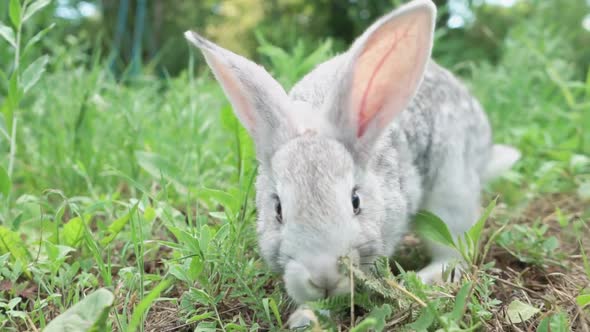 Cute Fluffy Light Gray Easter Bunny Sits on a Green Meadow in Sunny Weather Closeup