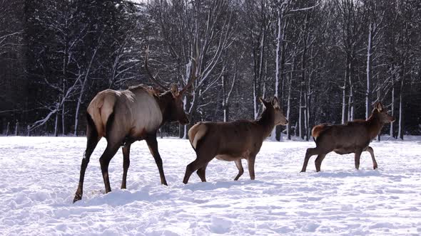 elk bull walking with his herd slomo