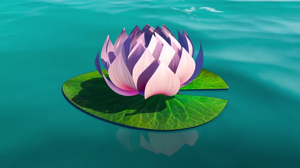 Time Lapse Footage of Pink Lotus Water Lily