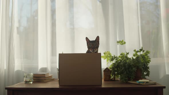 Bengal Cat Sitting in Cardboard Box on Table