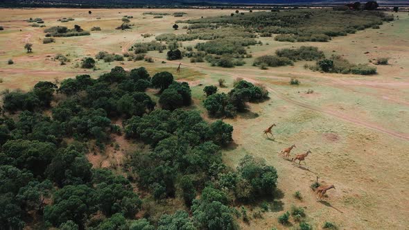 Giraffes In Natural Habitat - South Africa