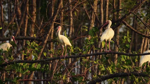 Costa Rica Birds, Great White Heron (egretta thula) Perched Perching on a Branch, Tarcoles River Bir