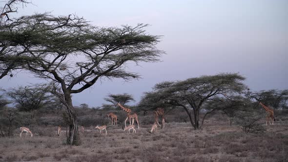 Group of giraffes and gazelles in a national park of Kenya