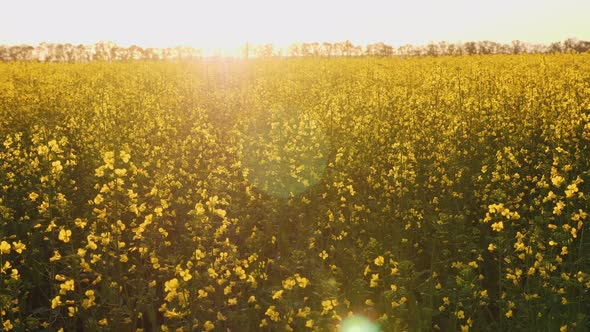 Cultivation of Rapeseed in Agricultural Fields