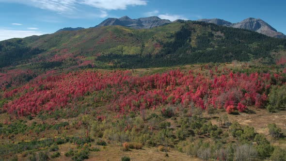 Aerial view of Fall color over forest