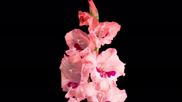 Time lapse of Opening Pink Gladiolus Flower