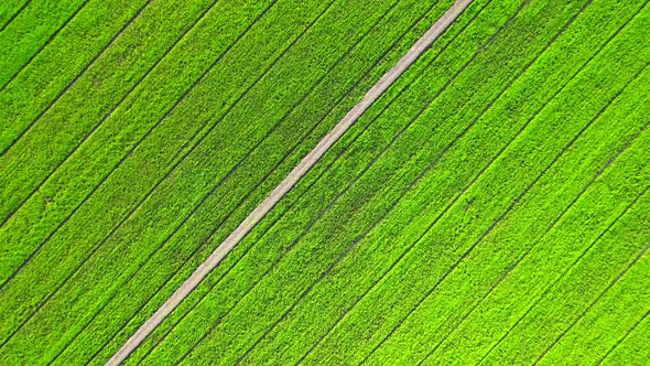 4K Aerial Wide view of Beautiful green rice fields in the rural of Thailand